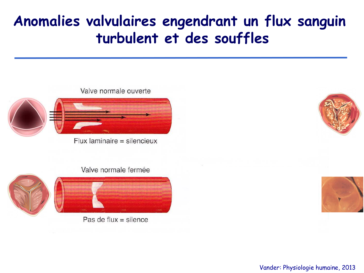 Physiologie cardiovasculaire II page 16