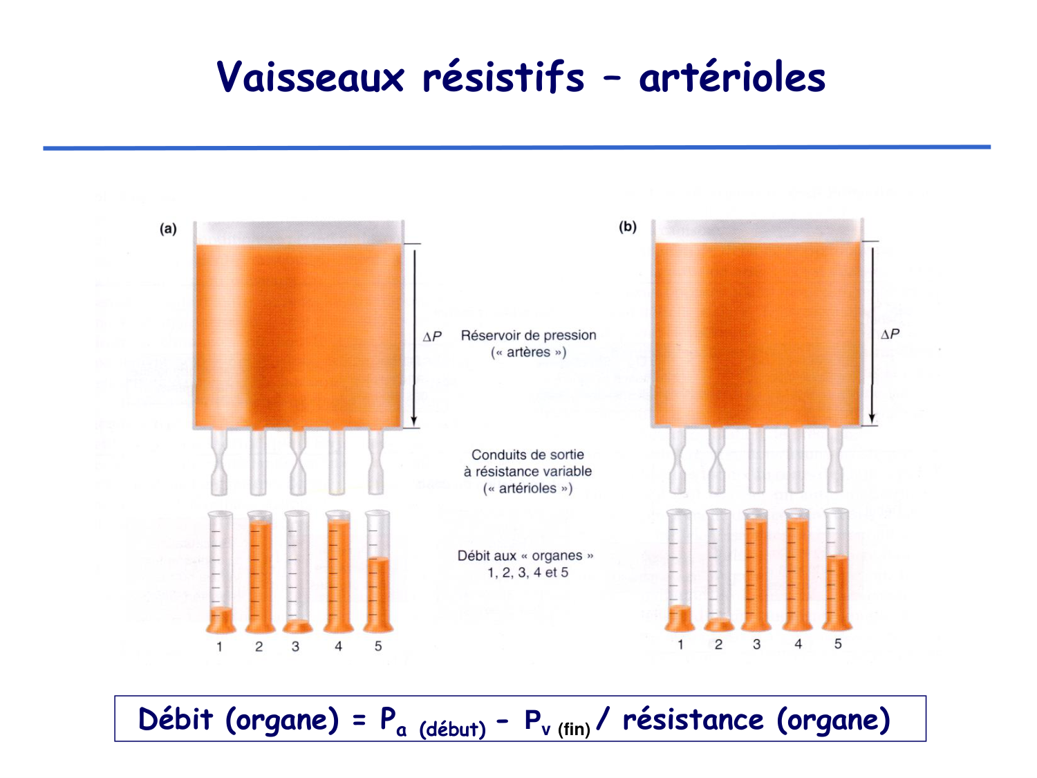 Physiologie cardiovasculaire II page 18
