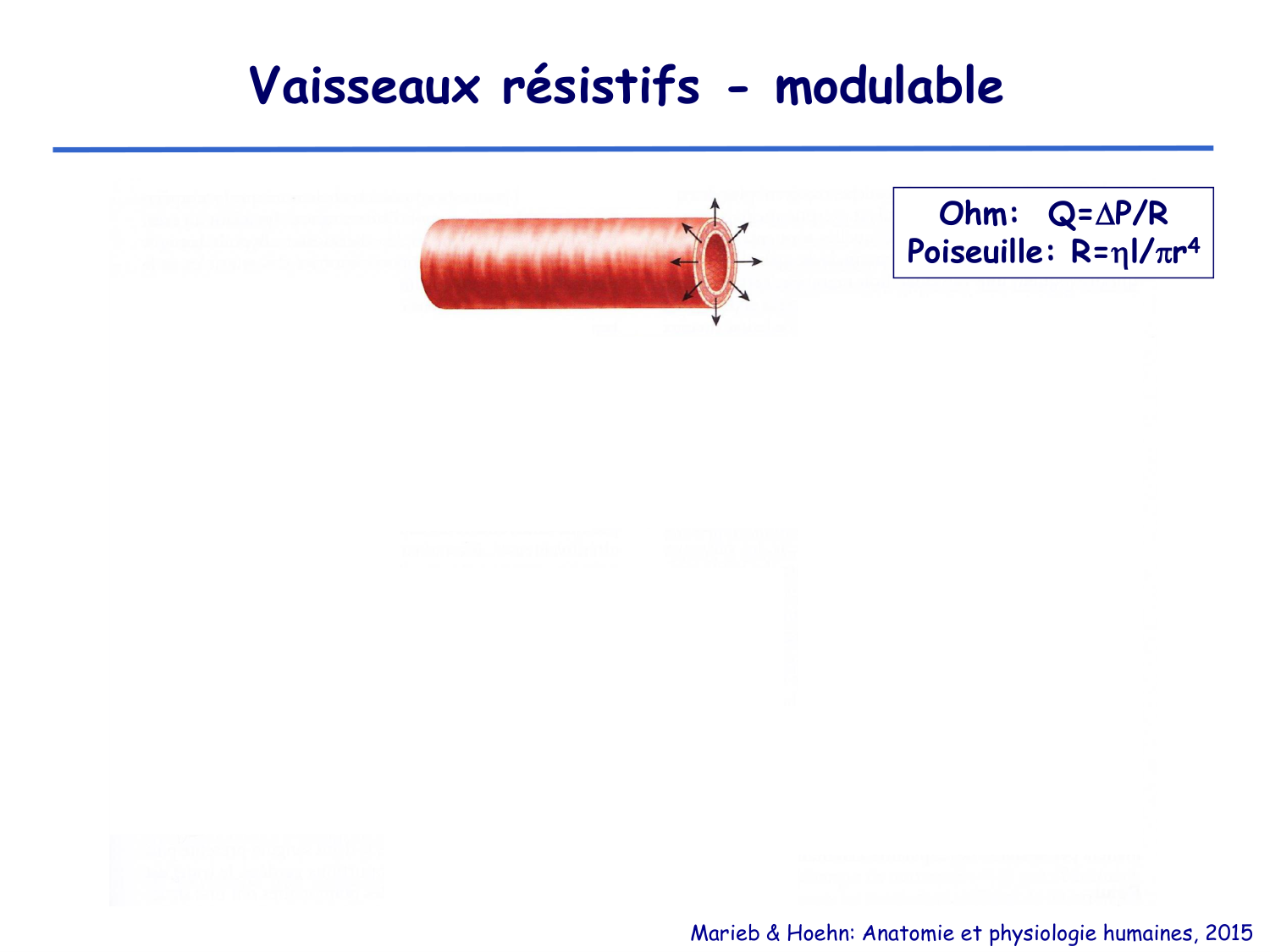 Physiologie cardiovasculaire II page 19