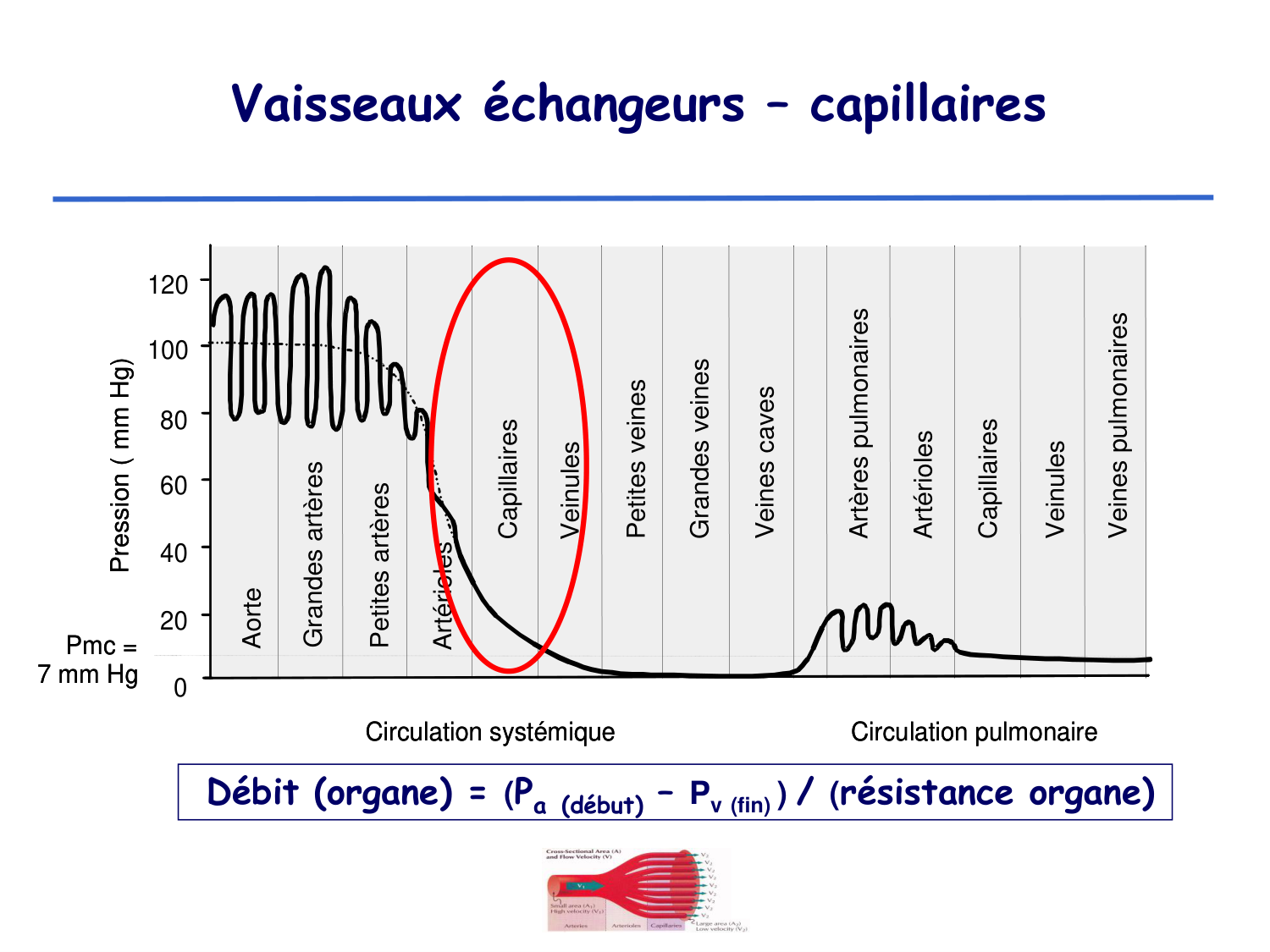 Physiologie cardiovasculaire II page 20