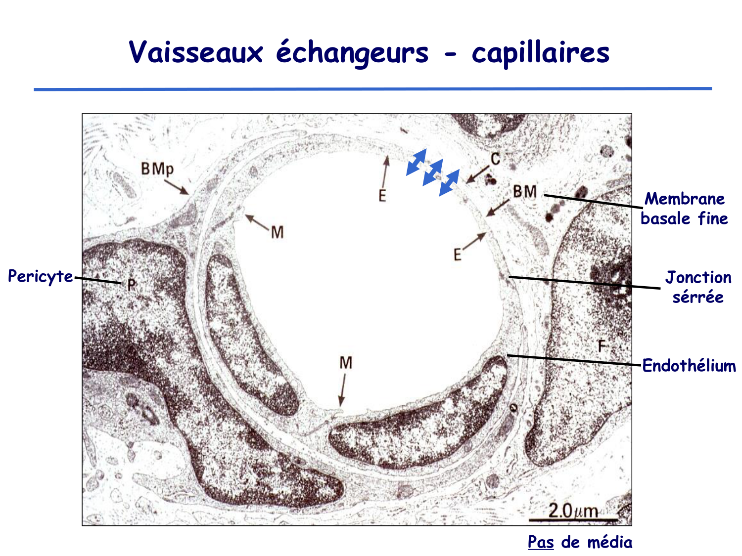 Physiologie cardiovasculaire II page 21