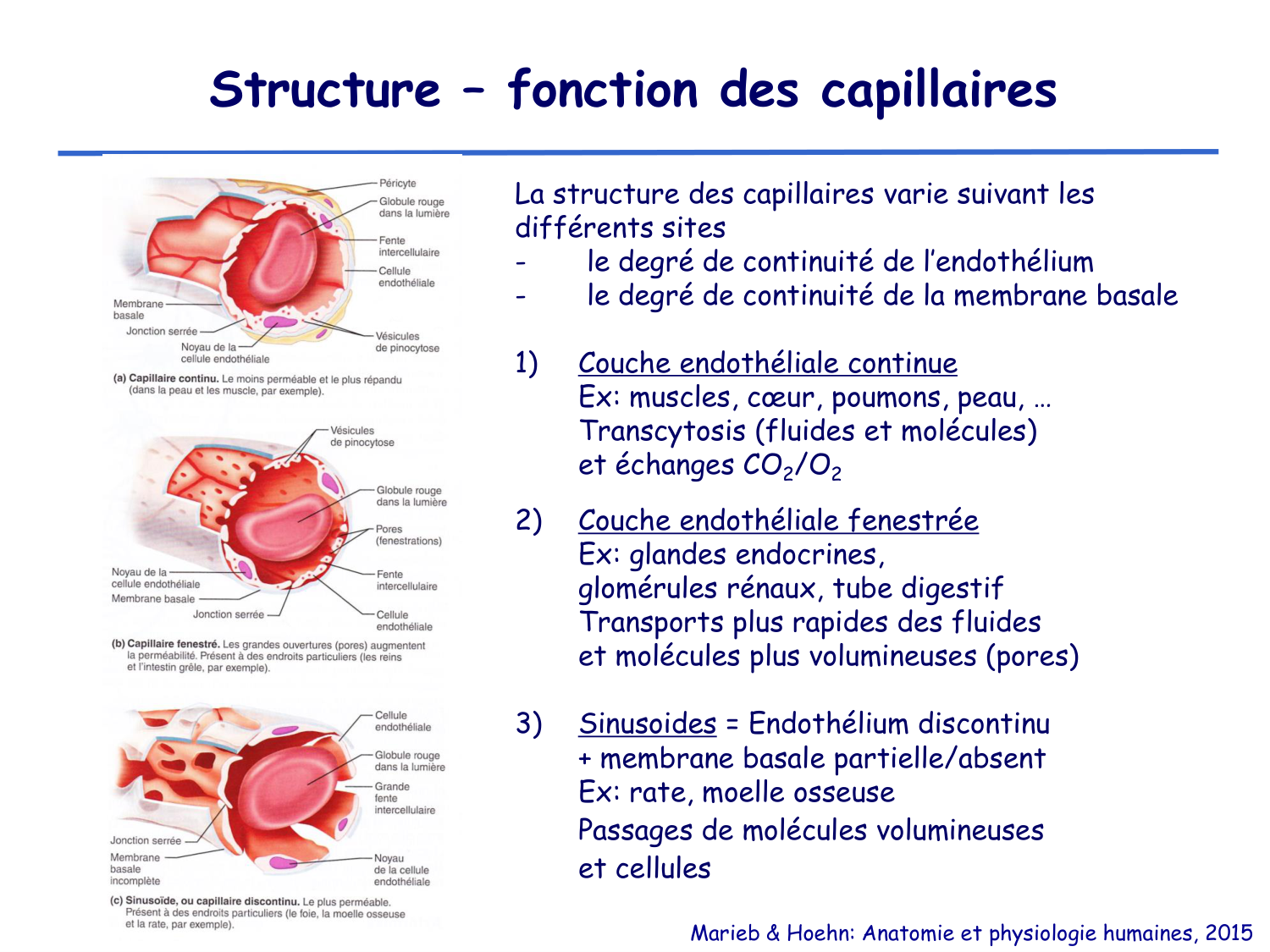 Physiologie cardiovasculaire II page 22