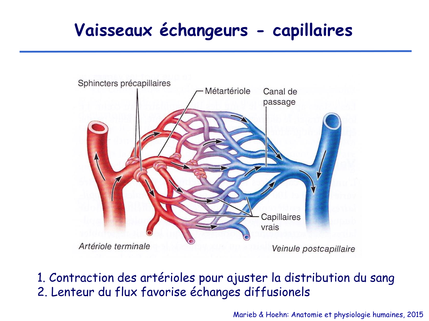 Physiologie cardiovasculaire II page 23