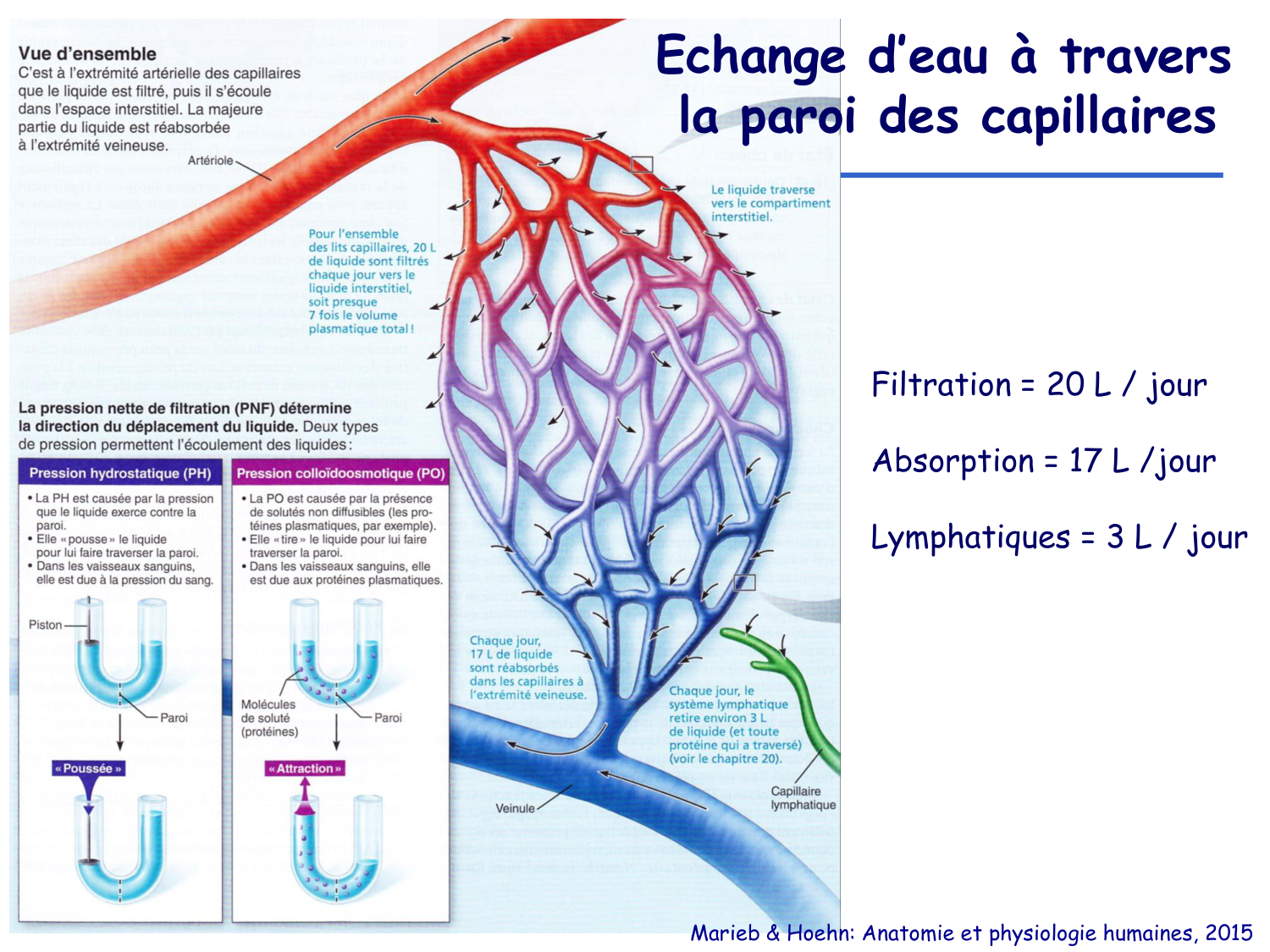 Physiologie cardiovasculaire II page 24