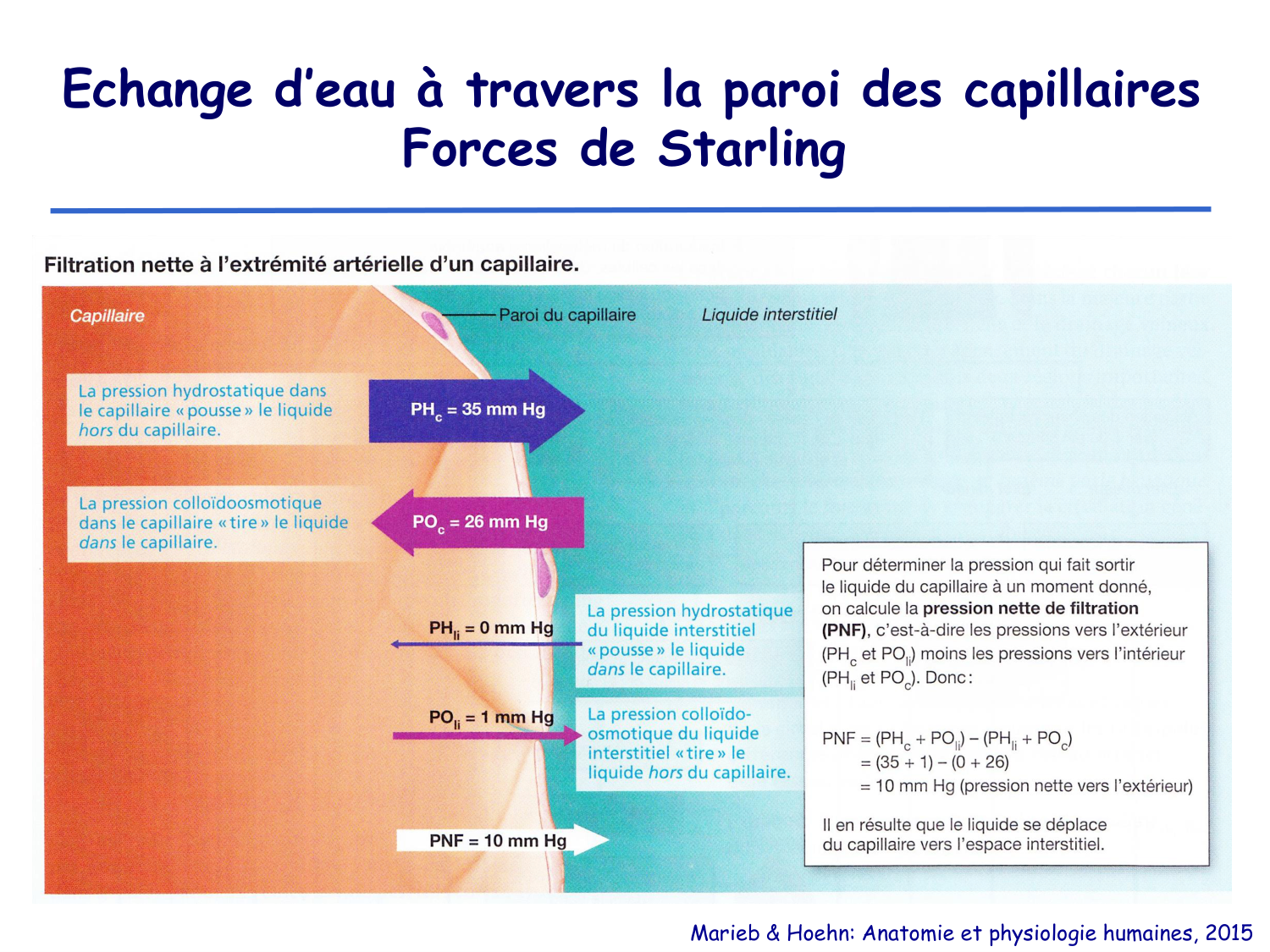 Physiologie cardiovasculaire II page 25