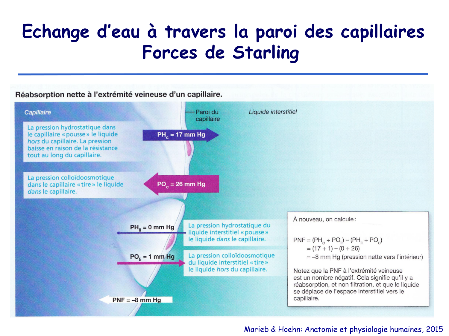 Physiologie cardiovasculaire II page 26