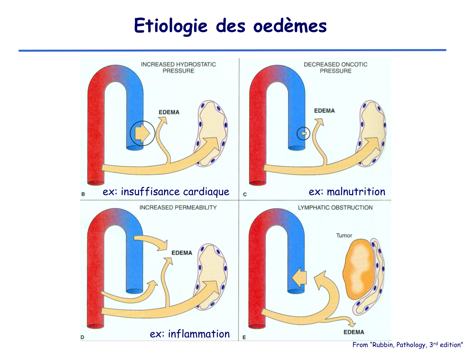 Physiologie cardiovasculaire II page 28