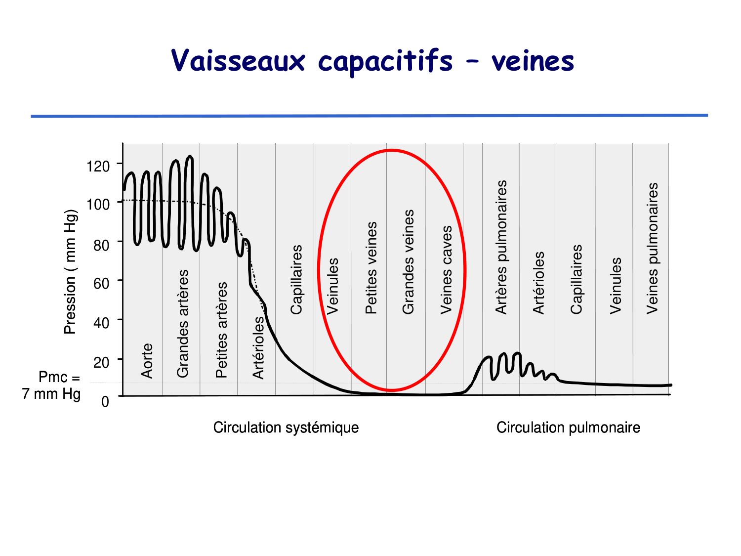 Physiologie cardiovasculaire II page 29