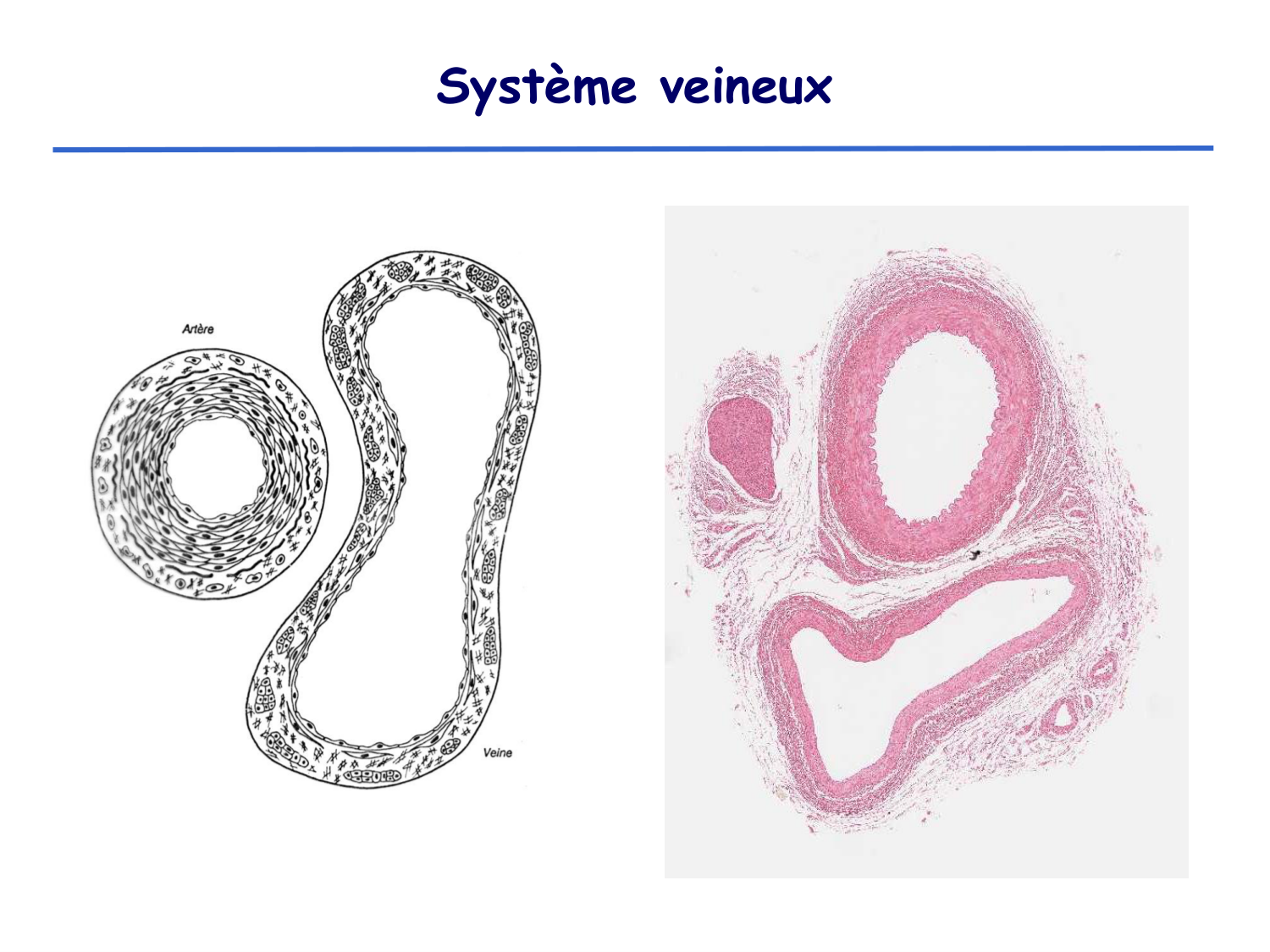 Physiologie cardiovasculaire II page 30