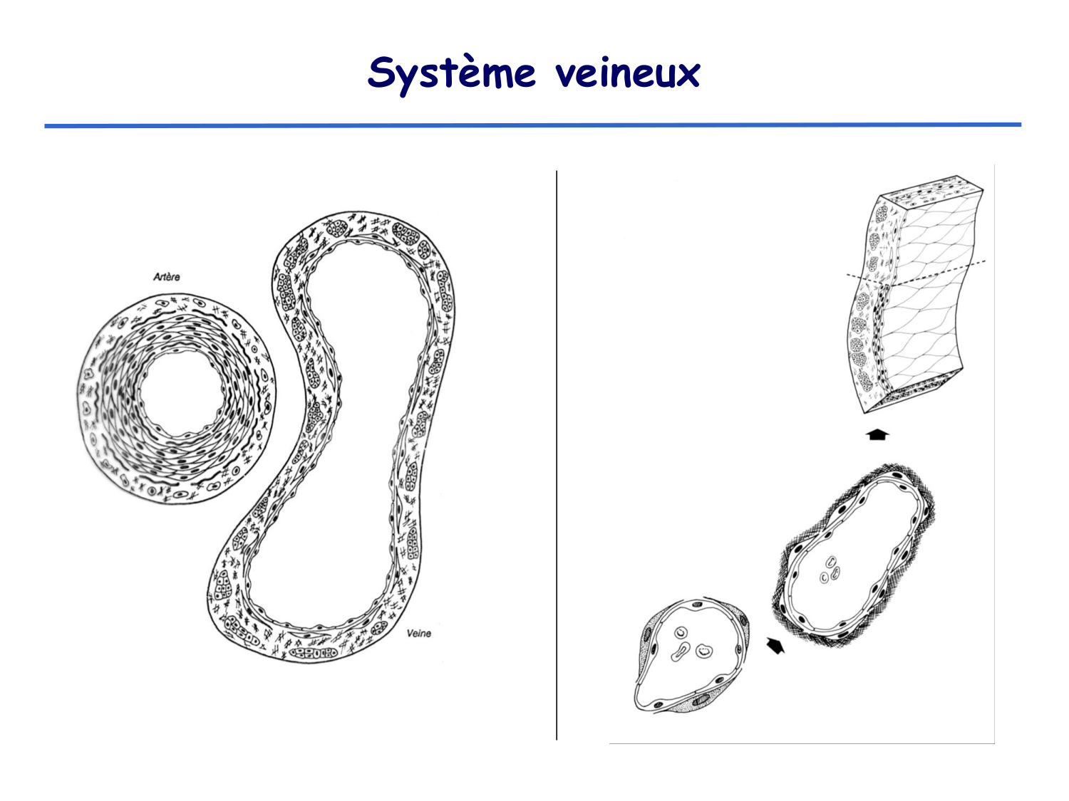 Physiologie cardiovasculaire II page 31