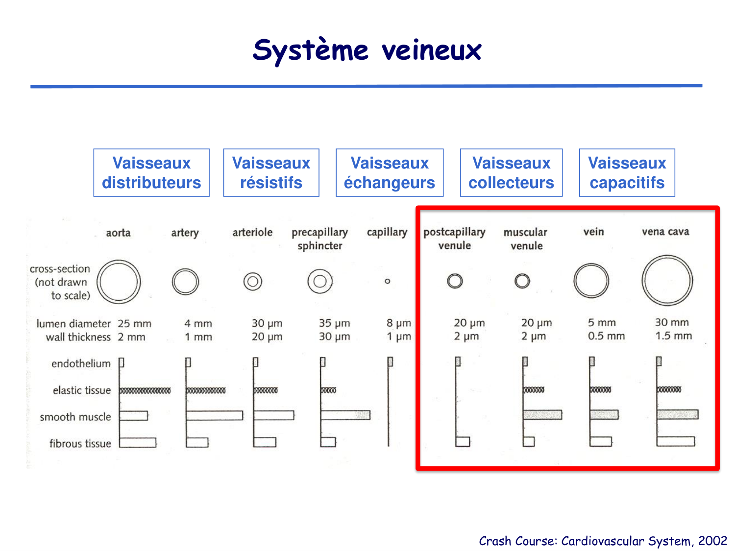 Physiologie cardiovasculaire II page 32