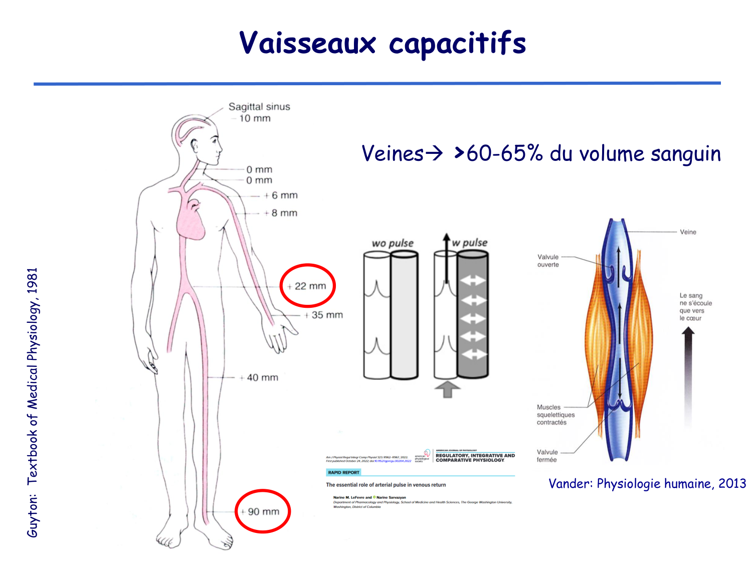 Physiologie cardiovasculaire II page 33