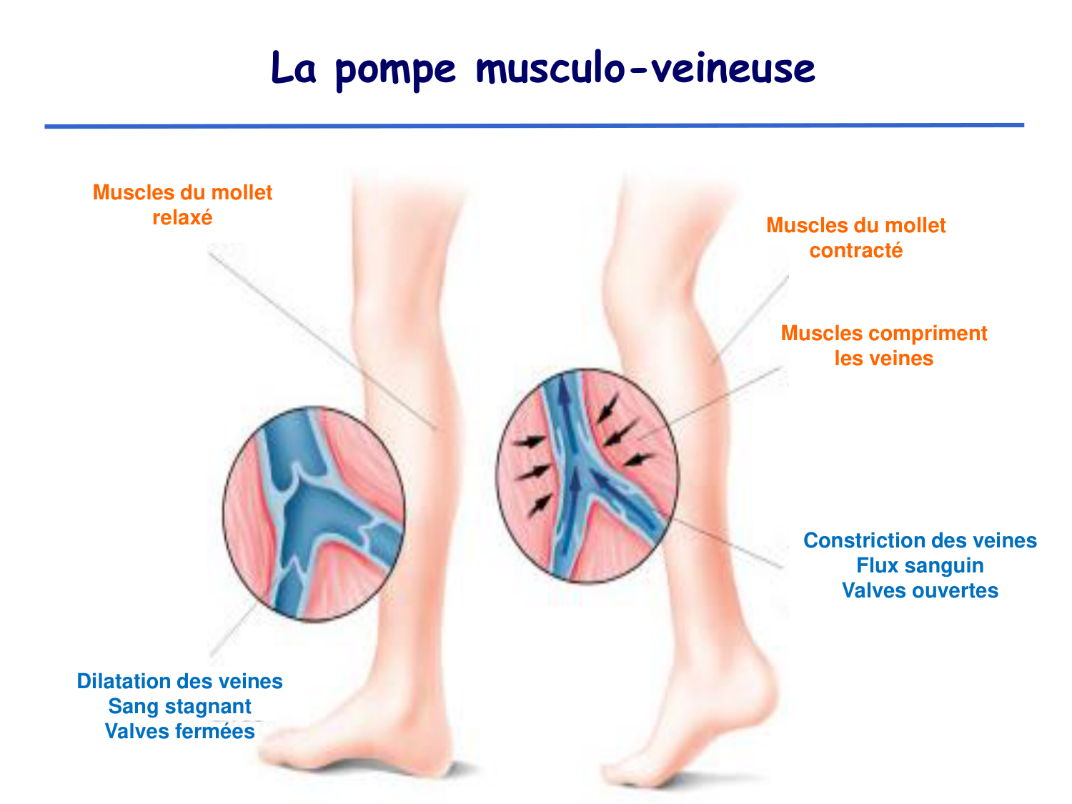 Physiologie cardiovasculaire II page 34
