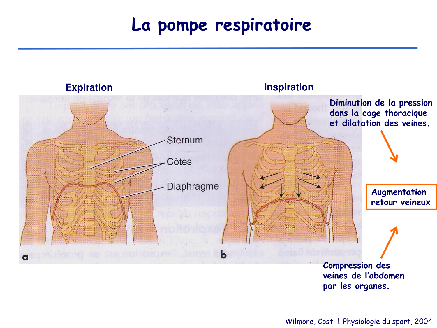 Physiologie cardiovasculaire II page 35