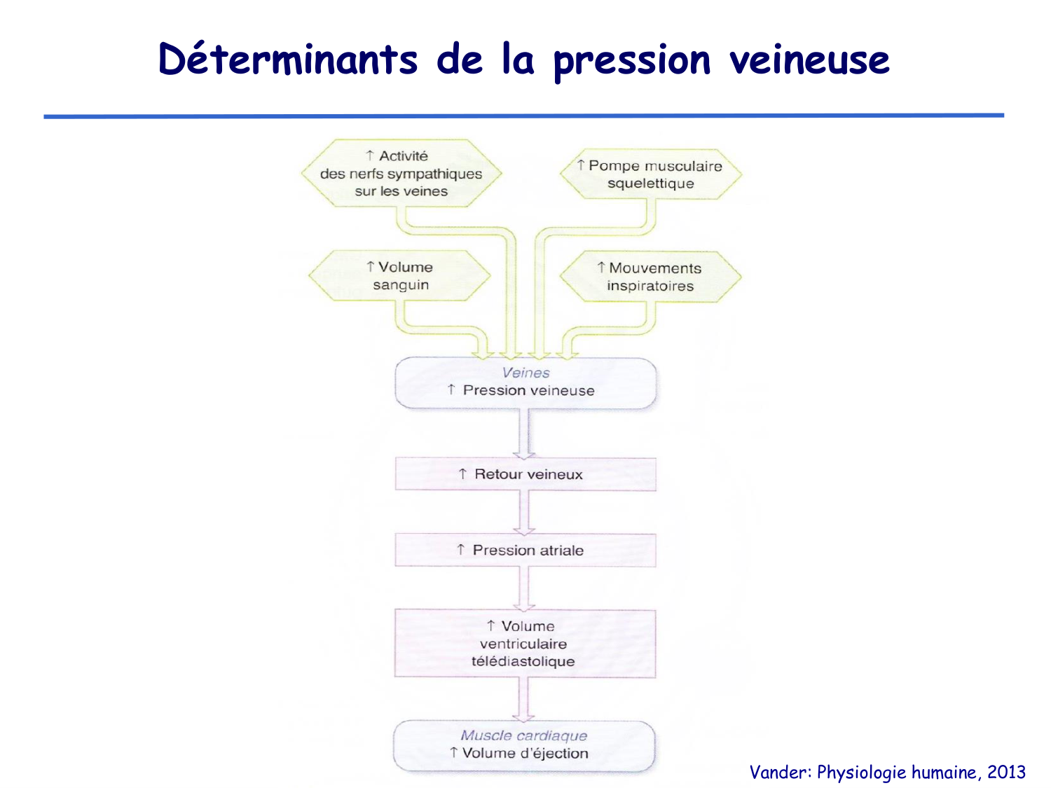 Physiologie cardiovasculaire II page 36