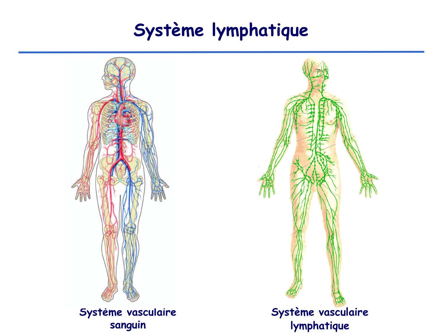 Physiologie cardiovasculaire II page 39
