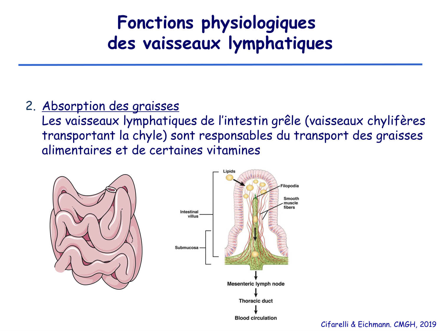 Physiologie cardiovasculaire II page 41