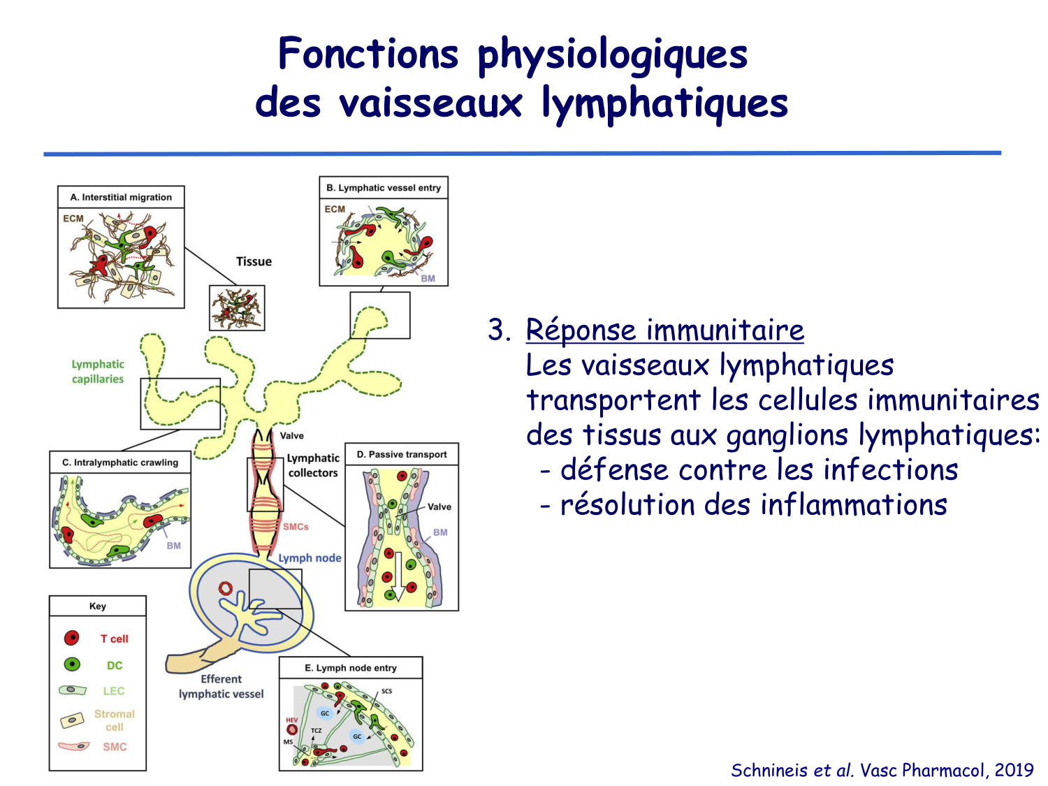 Physiologie cardiovasculaire II page 42
