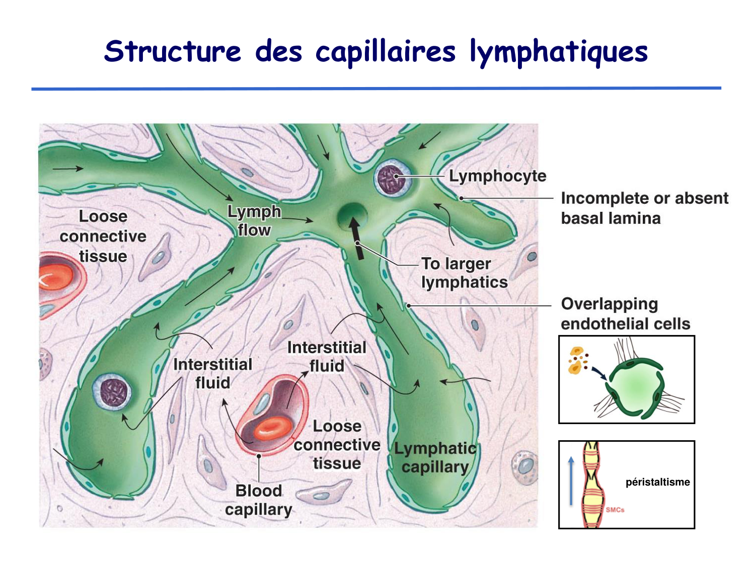 Physiologie cardiovasculaire II page 43