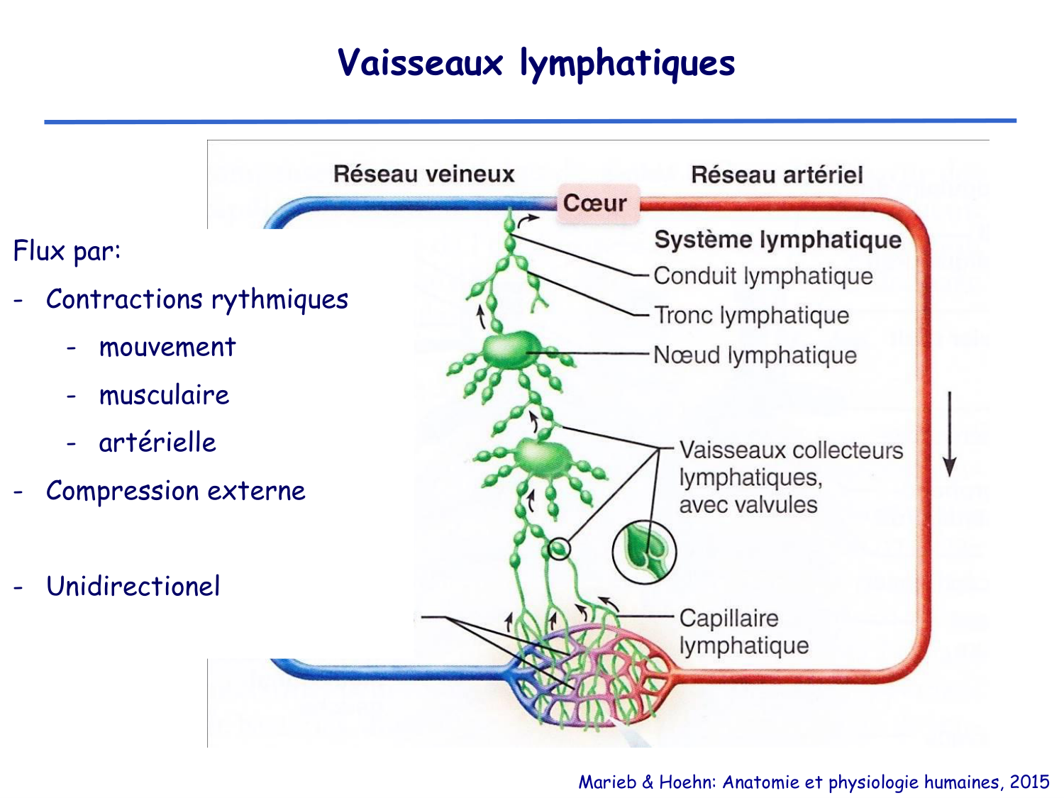 Physiologie cardiovasculaire II page 44