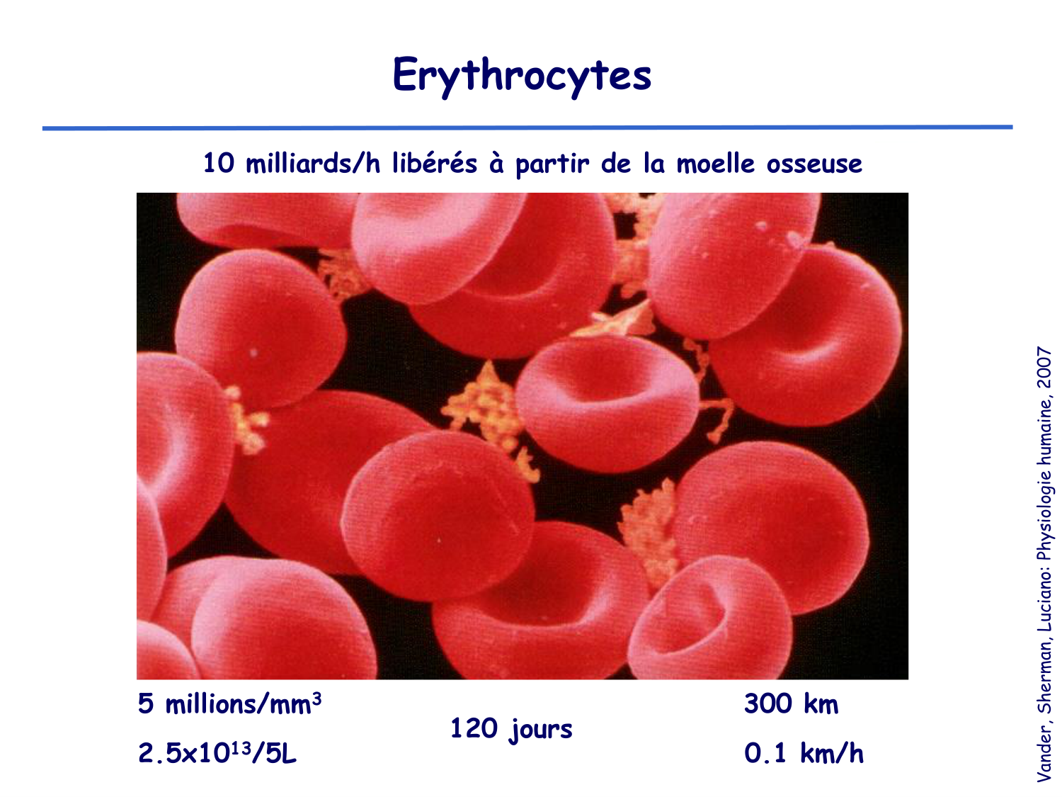 Physiologie cardiovasculaire III page 4