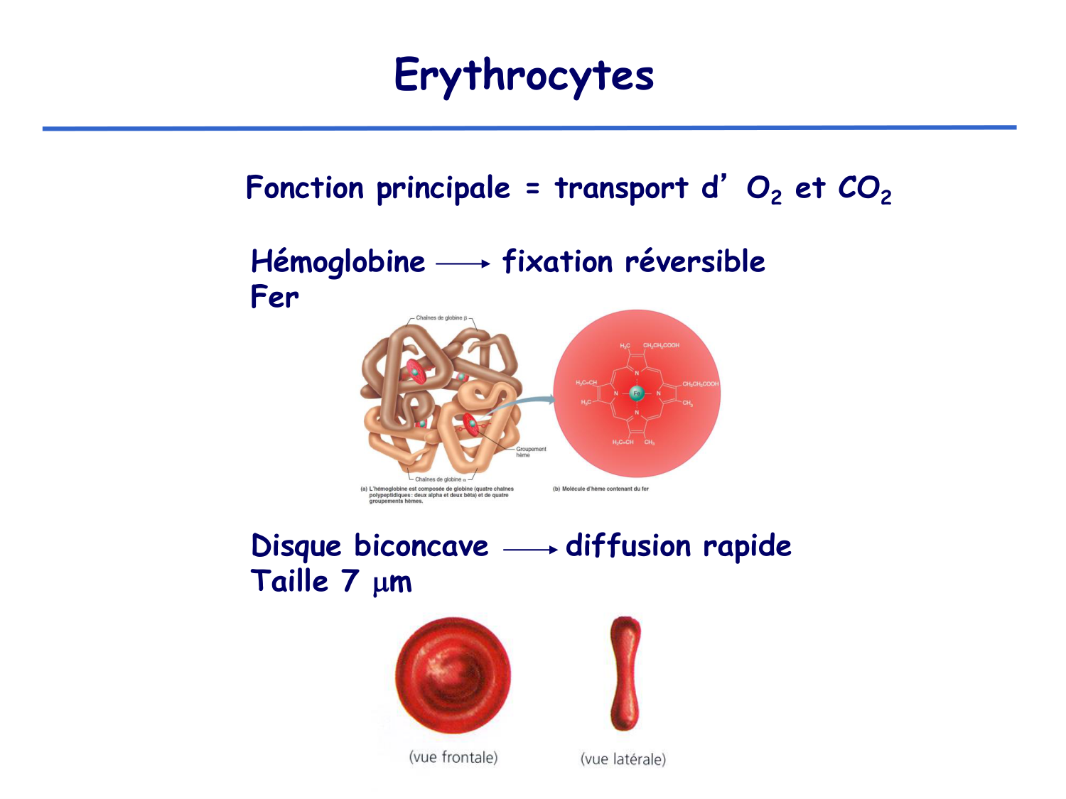 Physiologie cardiovasculaire III page 5
