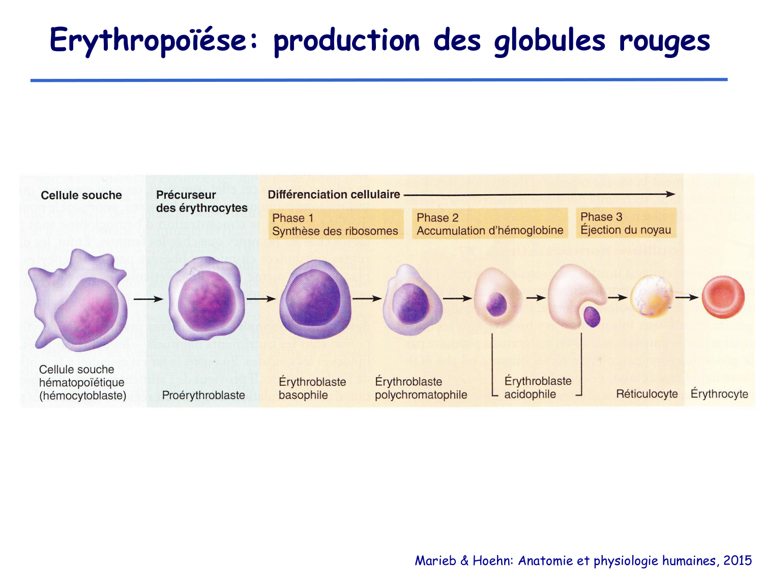 Physiologie cardiovasculaire III page 6