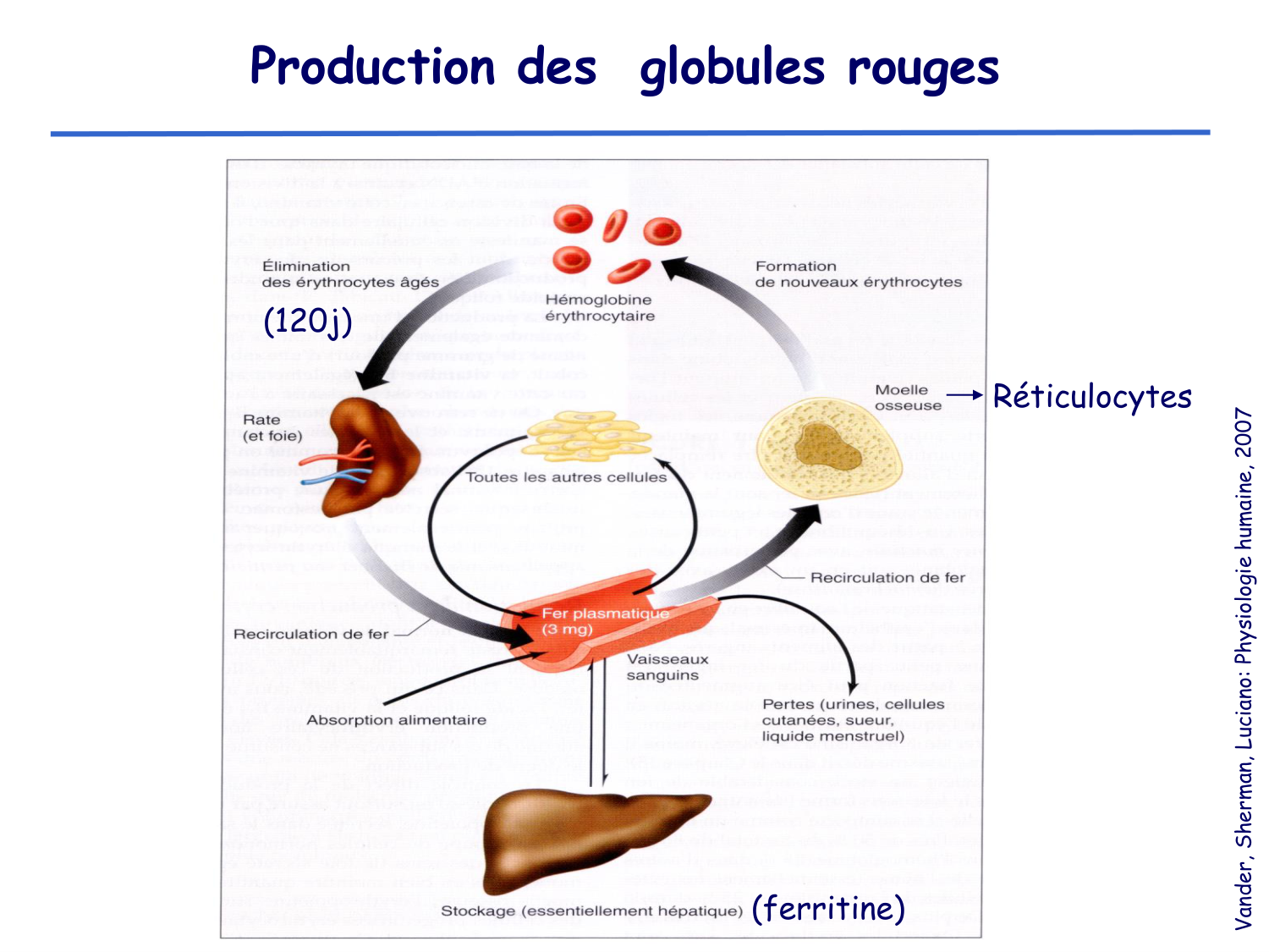 Physiologie cardiovasculaire III page 7