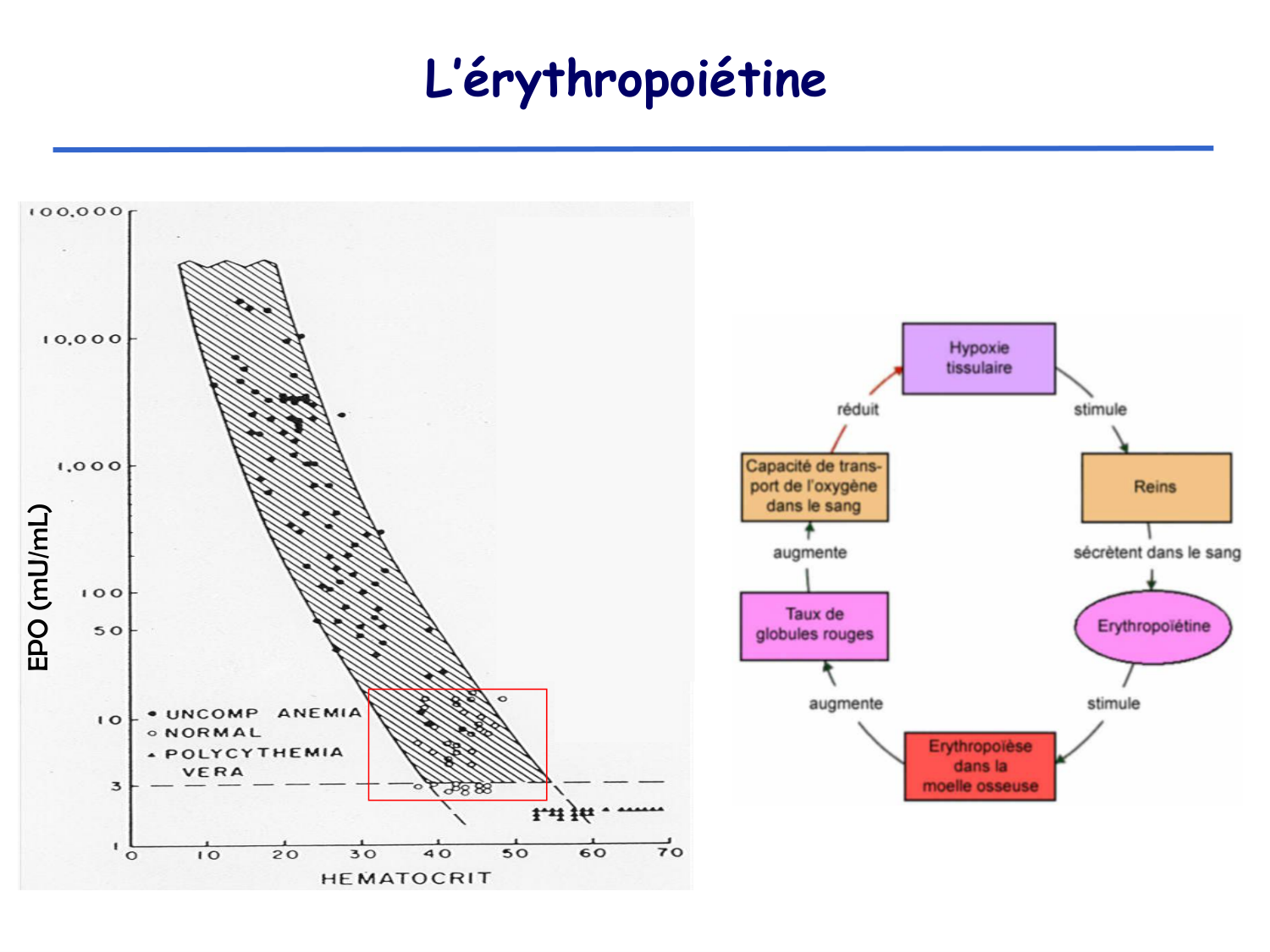 Physiologie cardiovasculaire III page 8