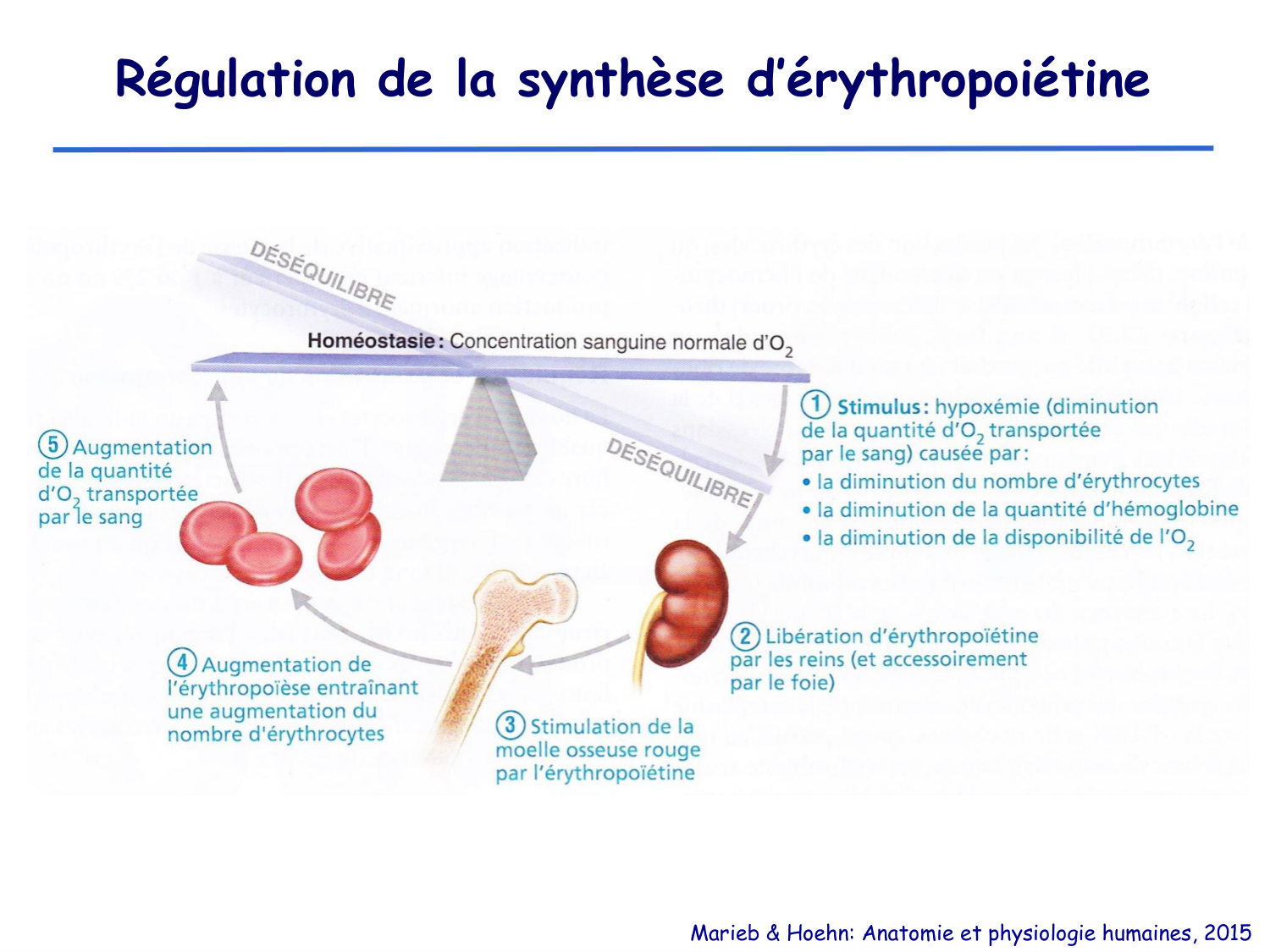 Physiologie cardiovasculaire III page 9