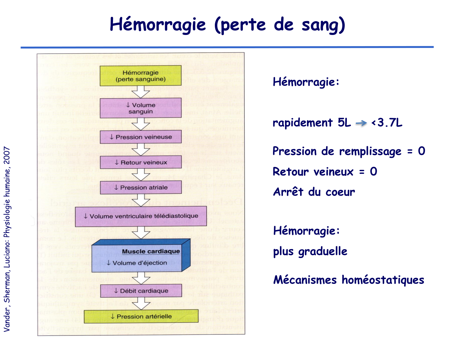 Physiologie cardiovasculaire III page 11