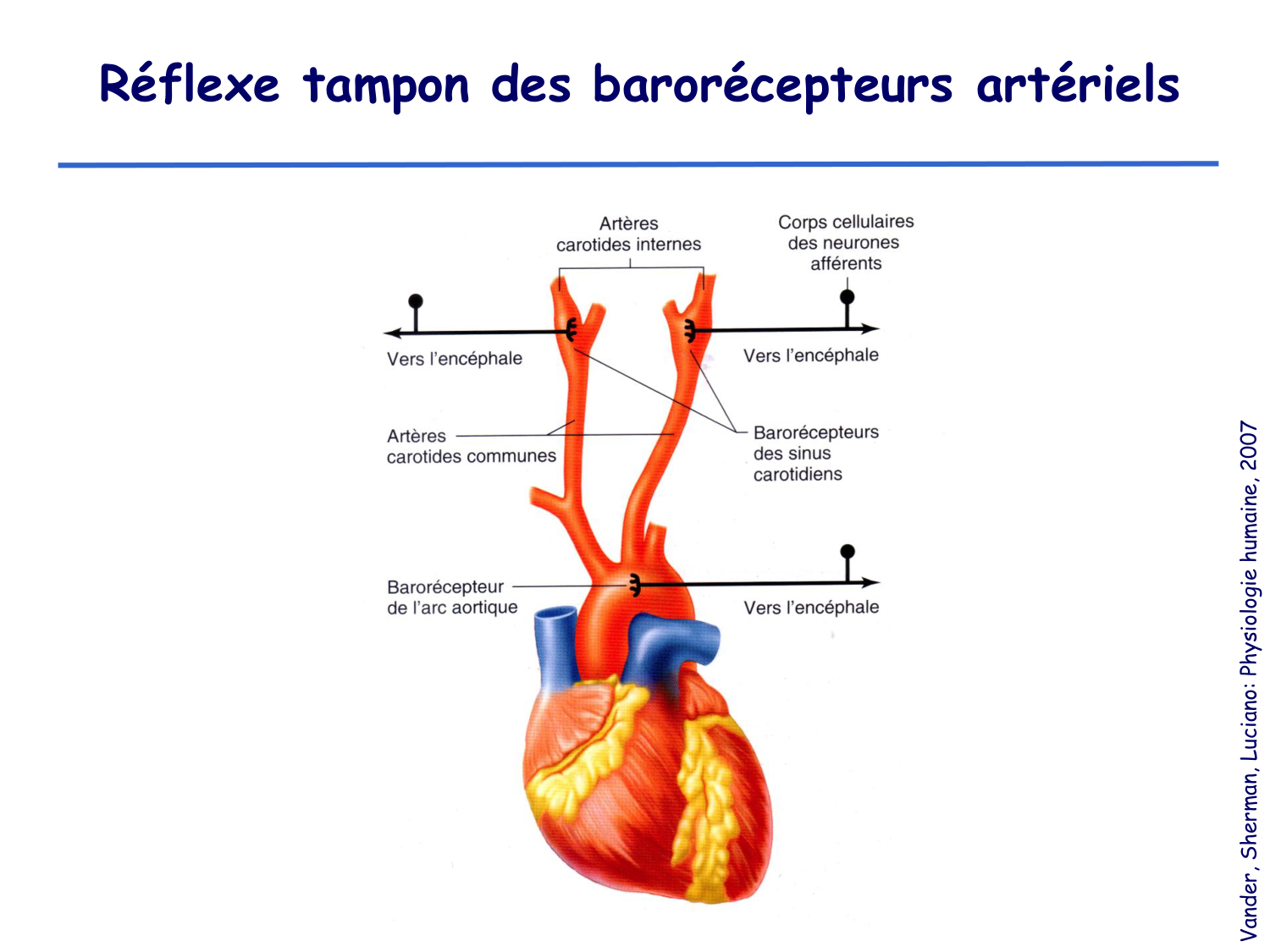 Physiologie cardiovasculaire III page 13
