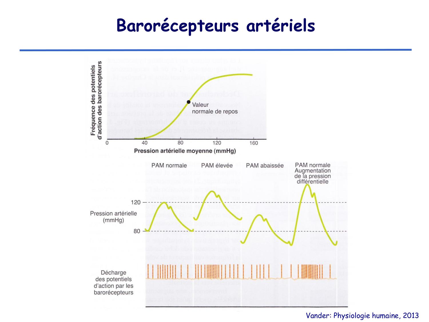 Physiologie cardiovasculaire III page 14