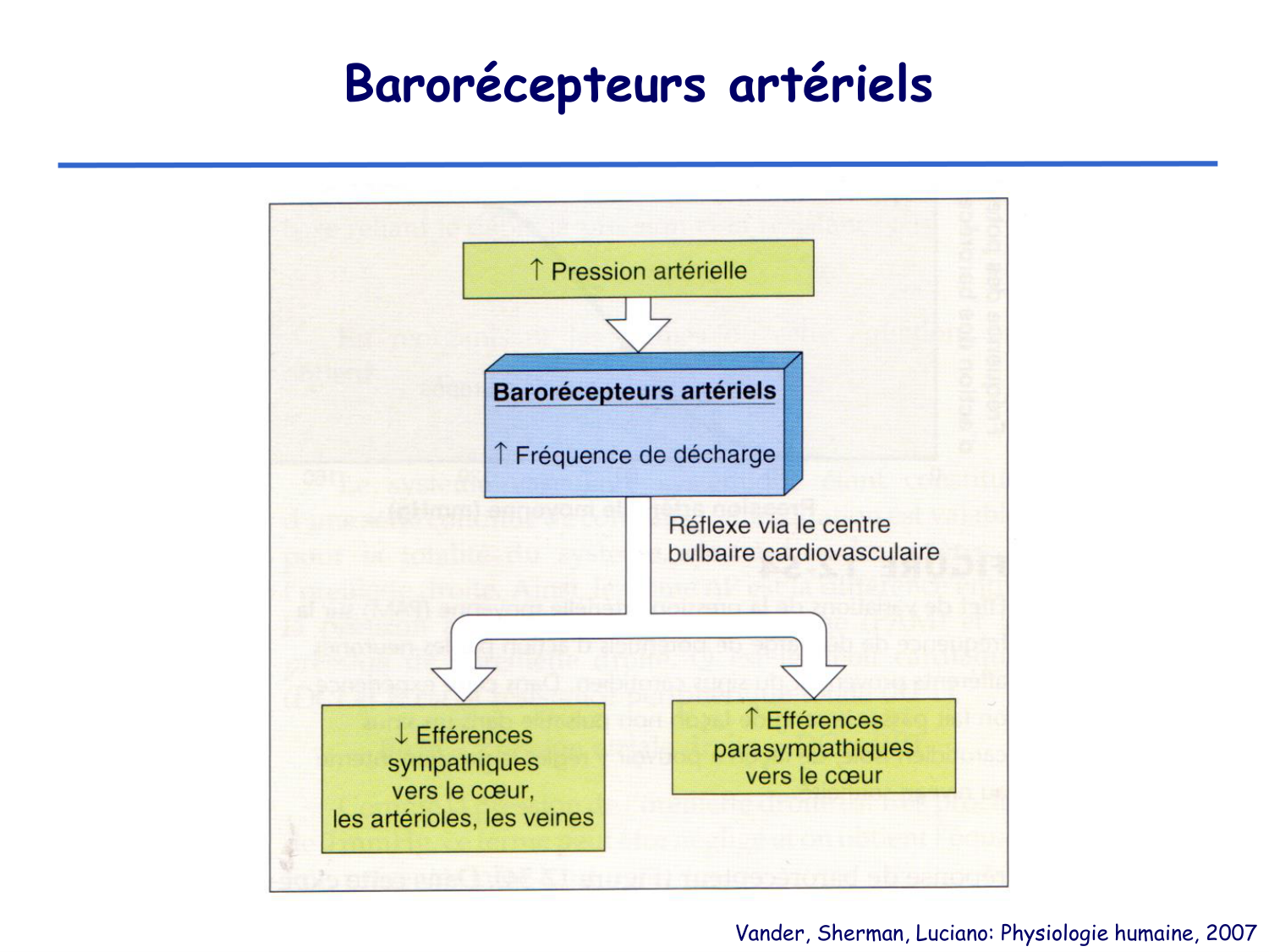 Physiologie cardiovasculaire III page 15