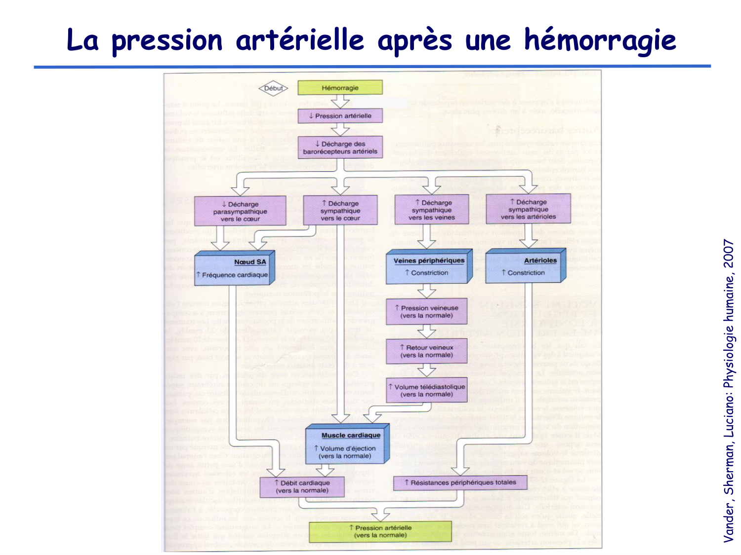 Physiologie cardiovasculaire III page 16