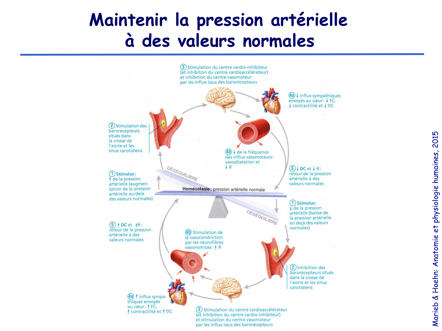 Physiologie cardiovasculaire III page 17