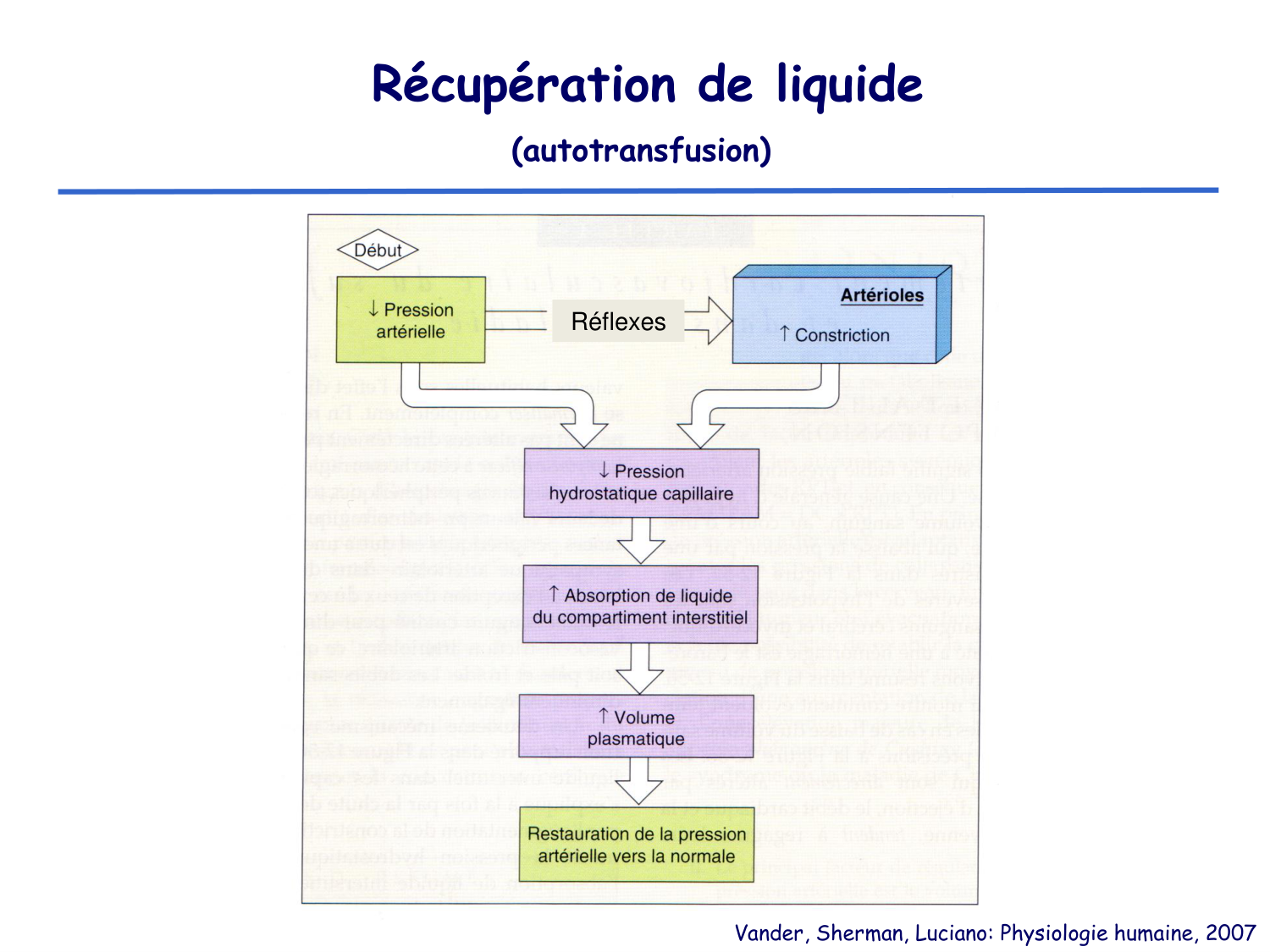 Physiologie cardiovasculaire III page 19