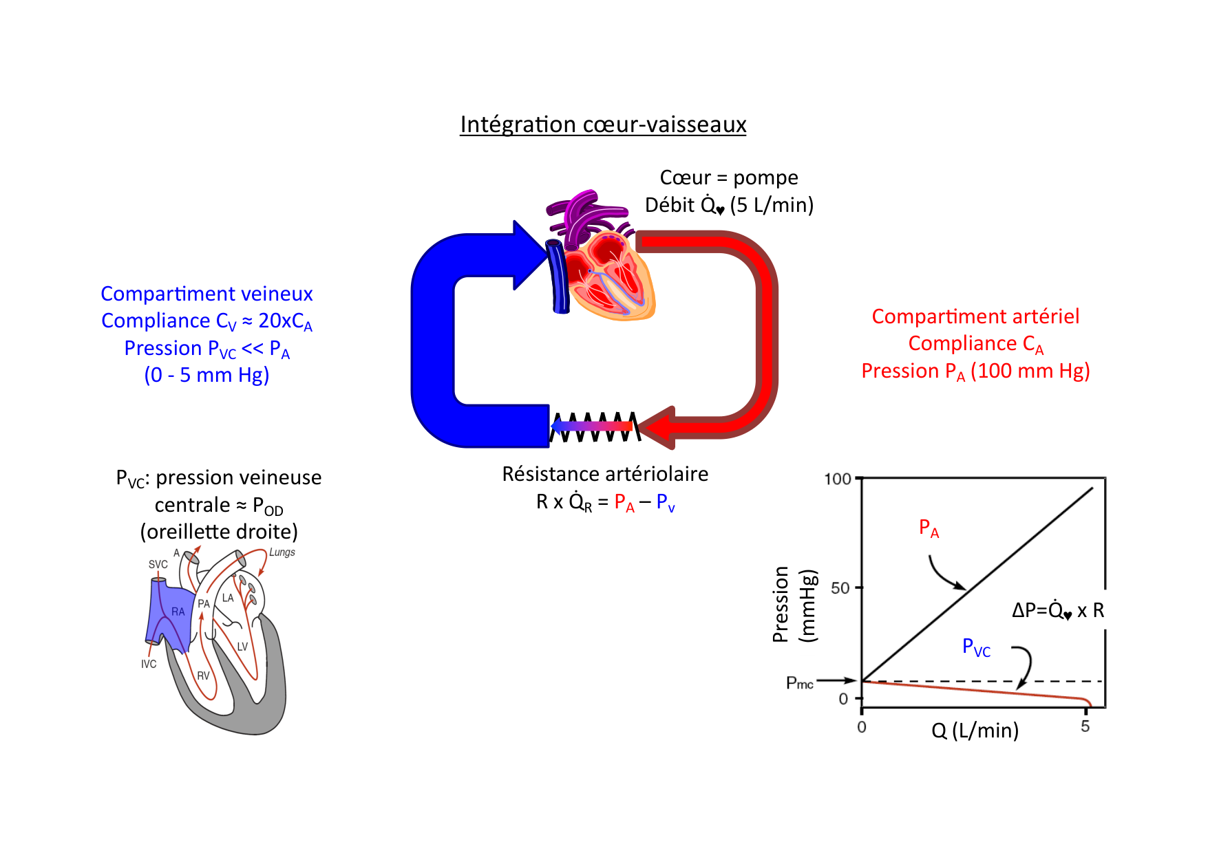 Couplage cœur-vaisseaux page 5