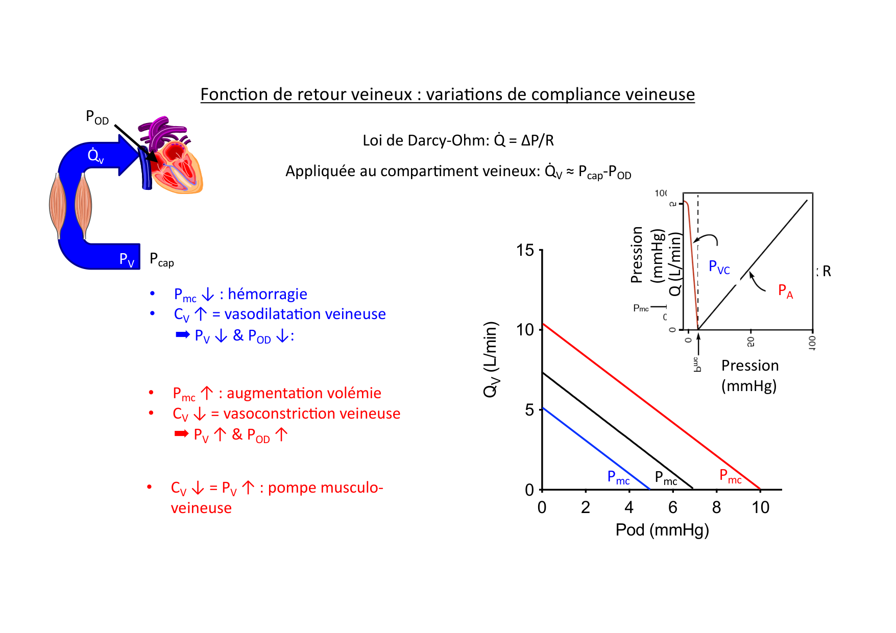 Couplage cœur-vaisseaux page 7