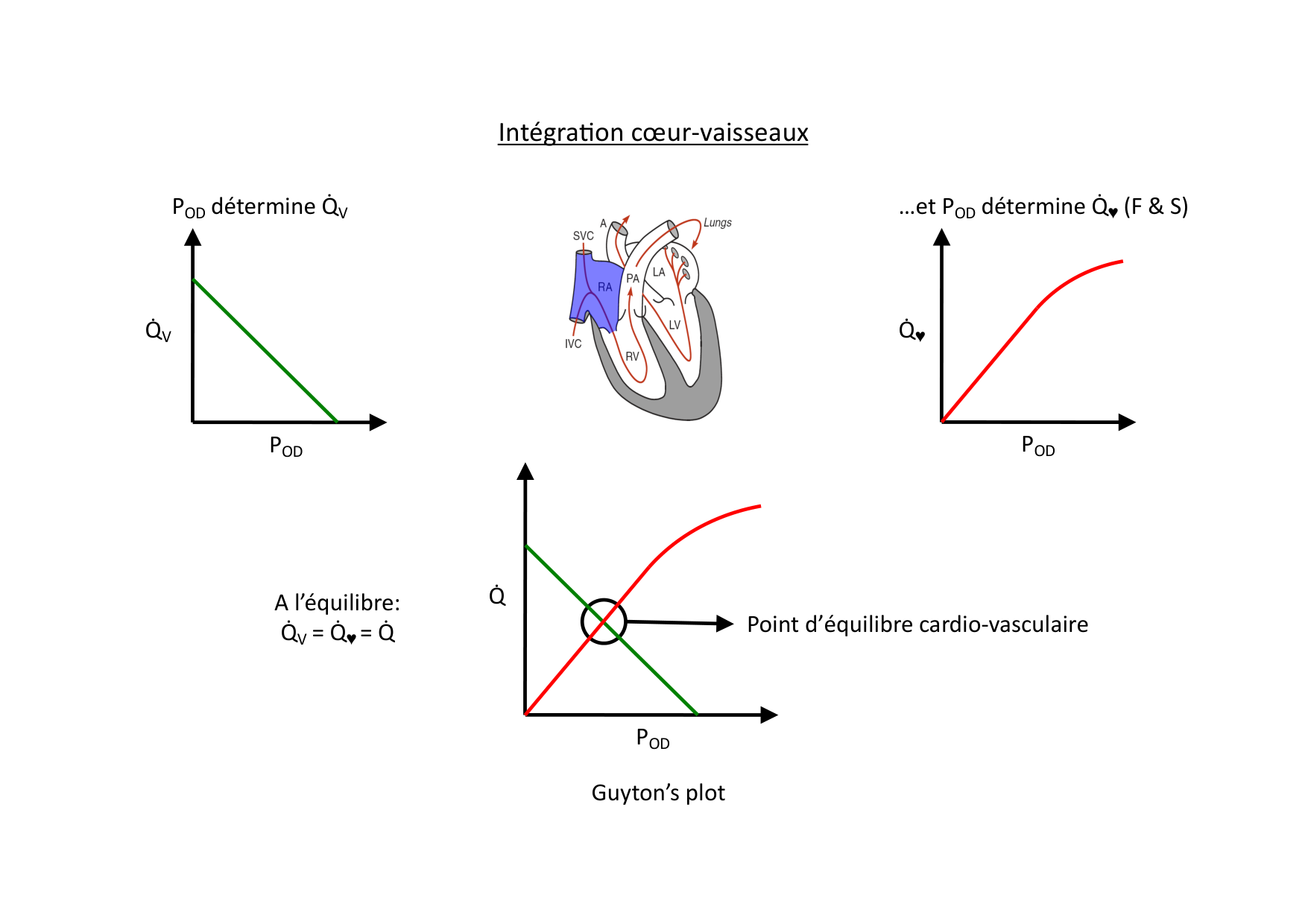 Couplage cœur-vaisseaux page 9
