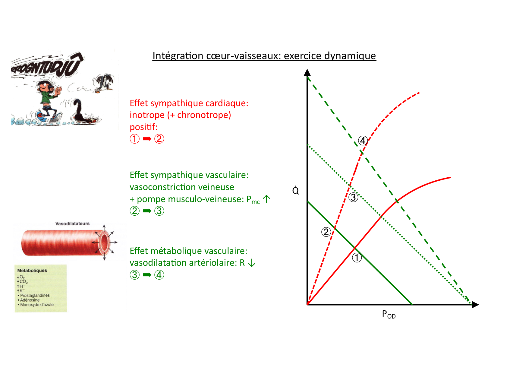 Couplage cœur-vaisseaux page 11