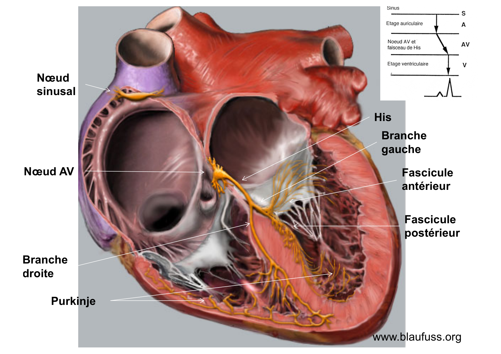ECG — bases page 5