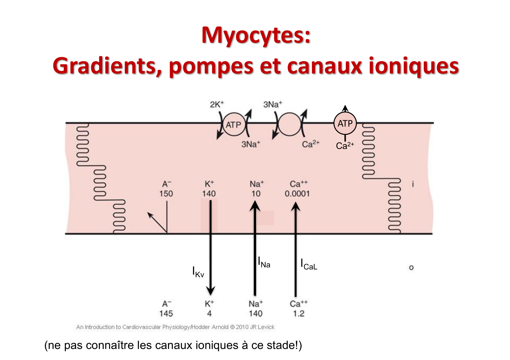 ECG — bases page 6