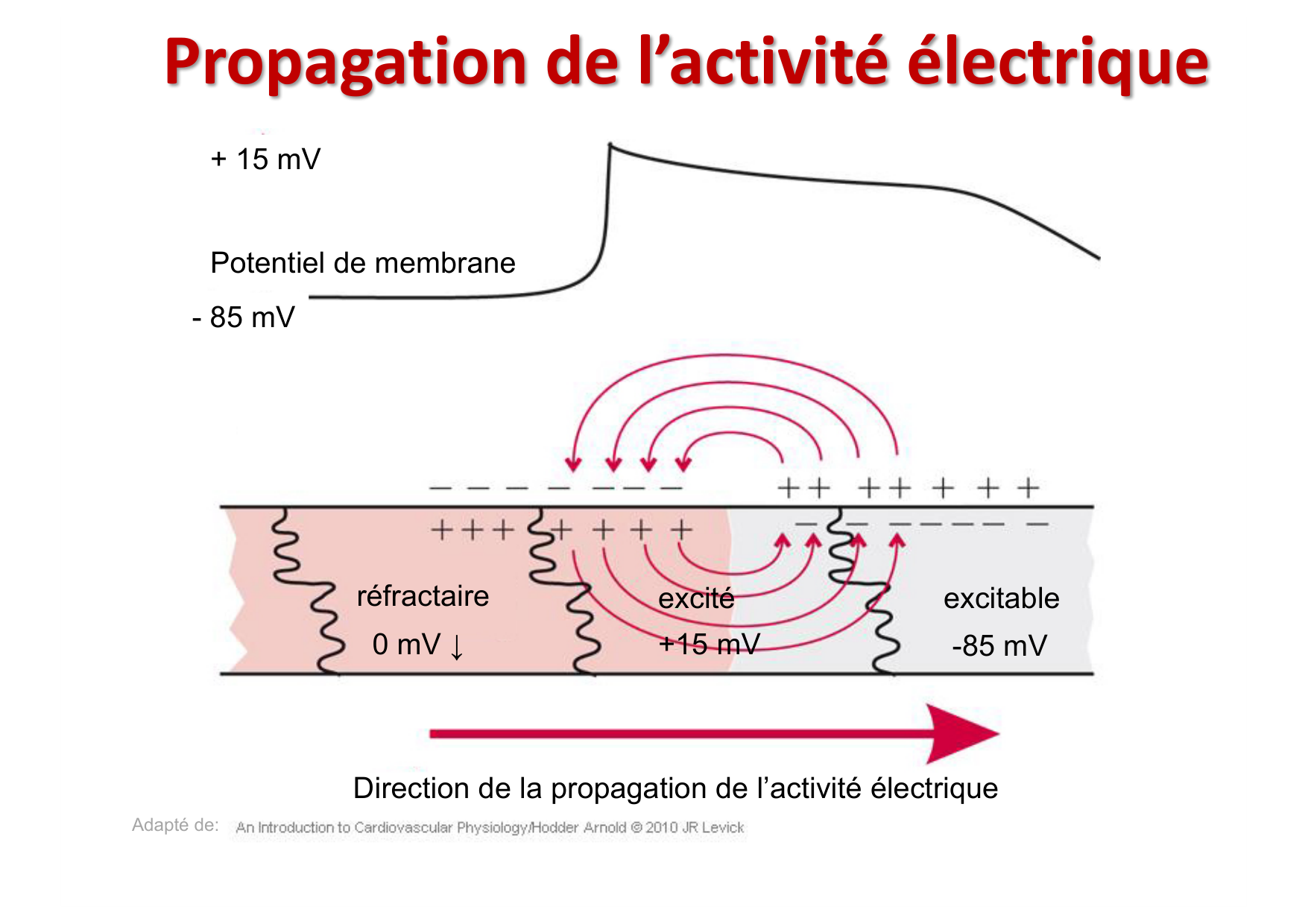 ECG — bases page 8
