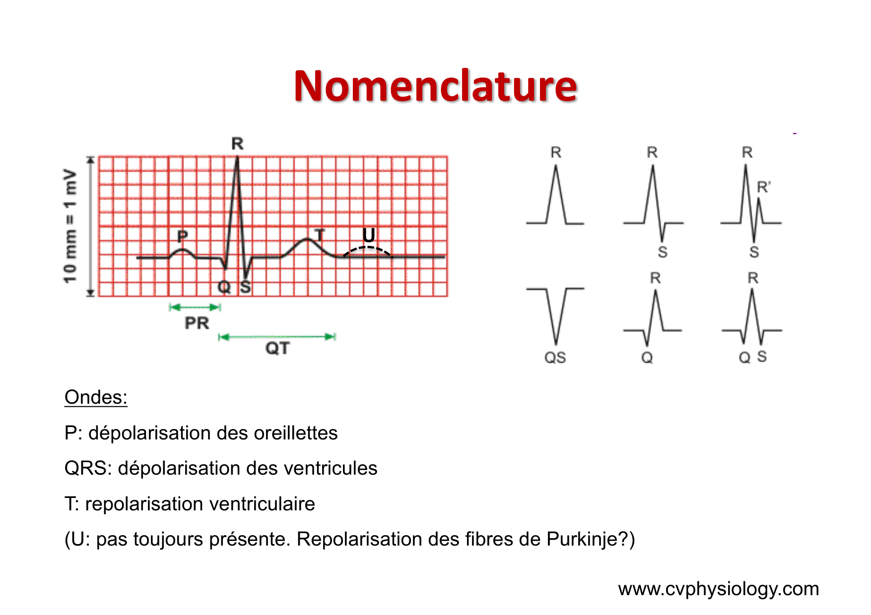ECG — bases page 11