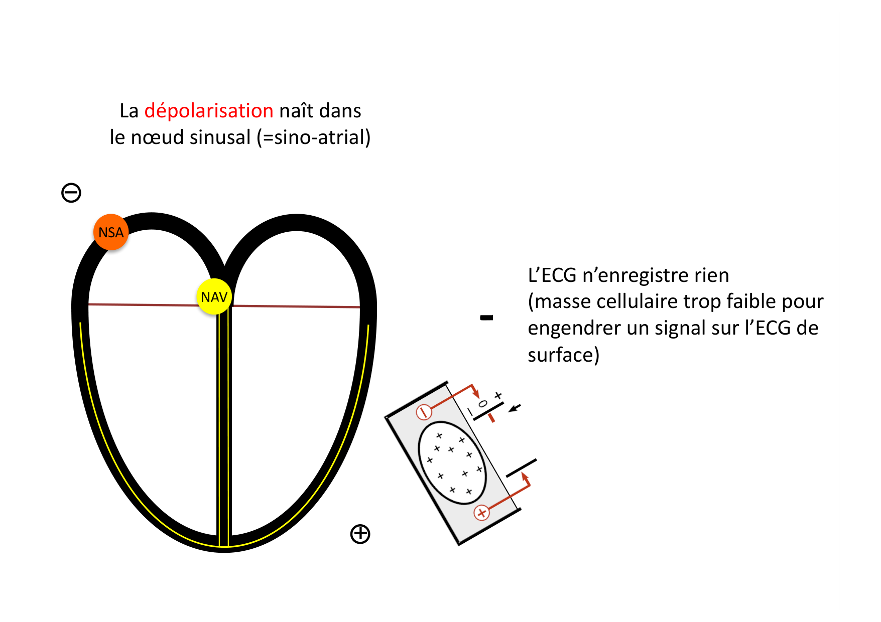 ECG — bases page 12