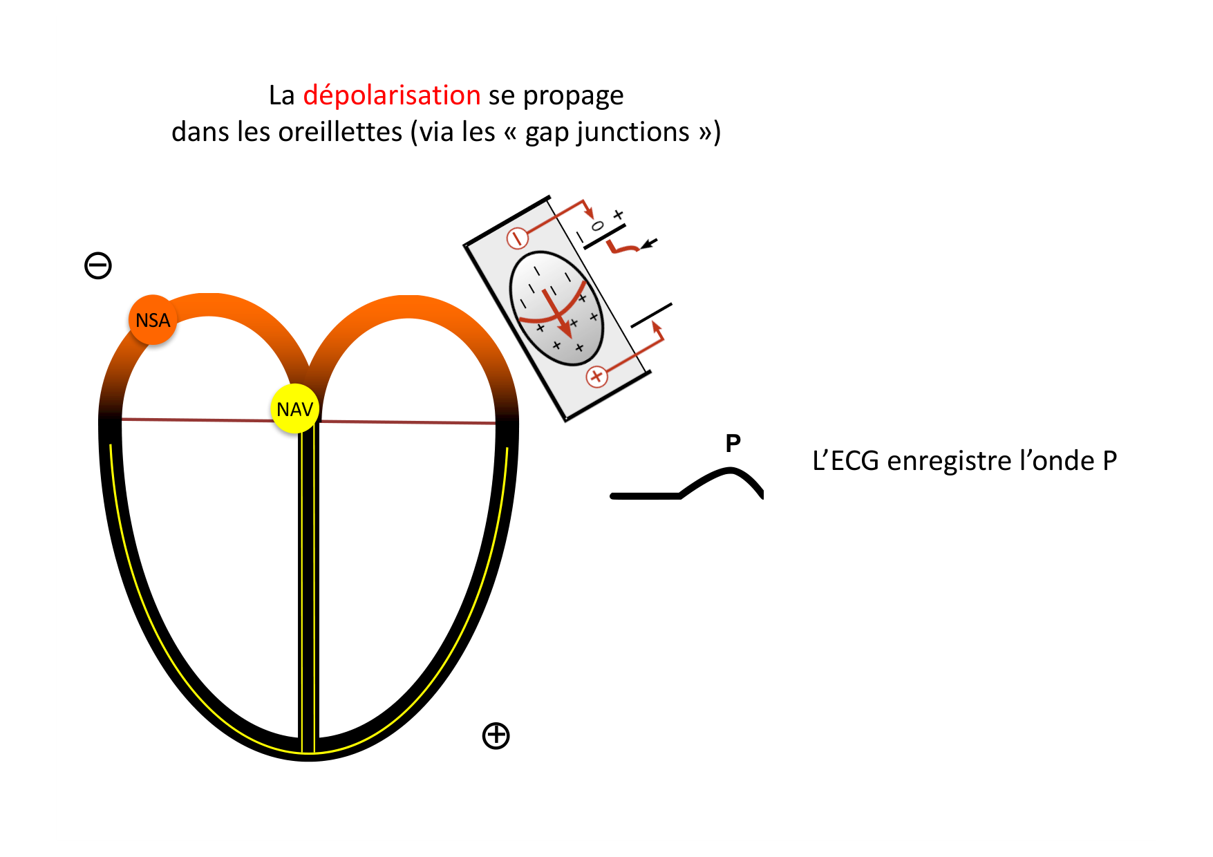 ECG — bases page 13