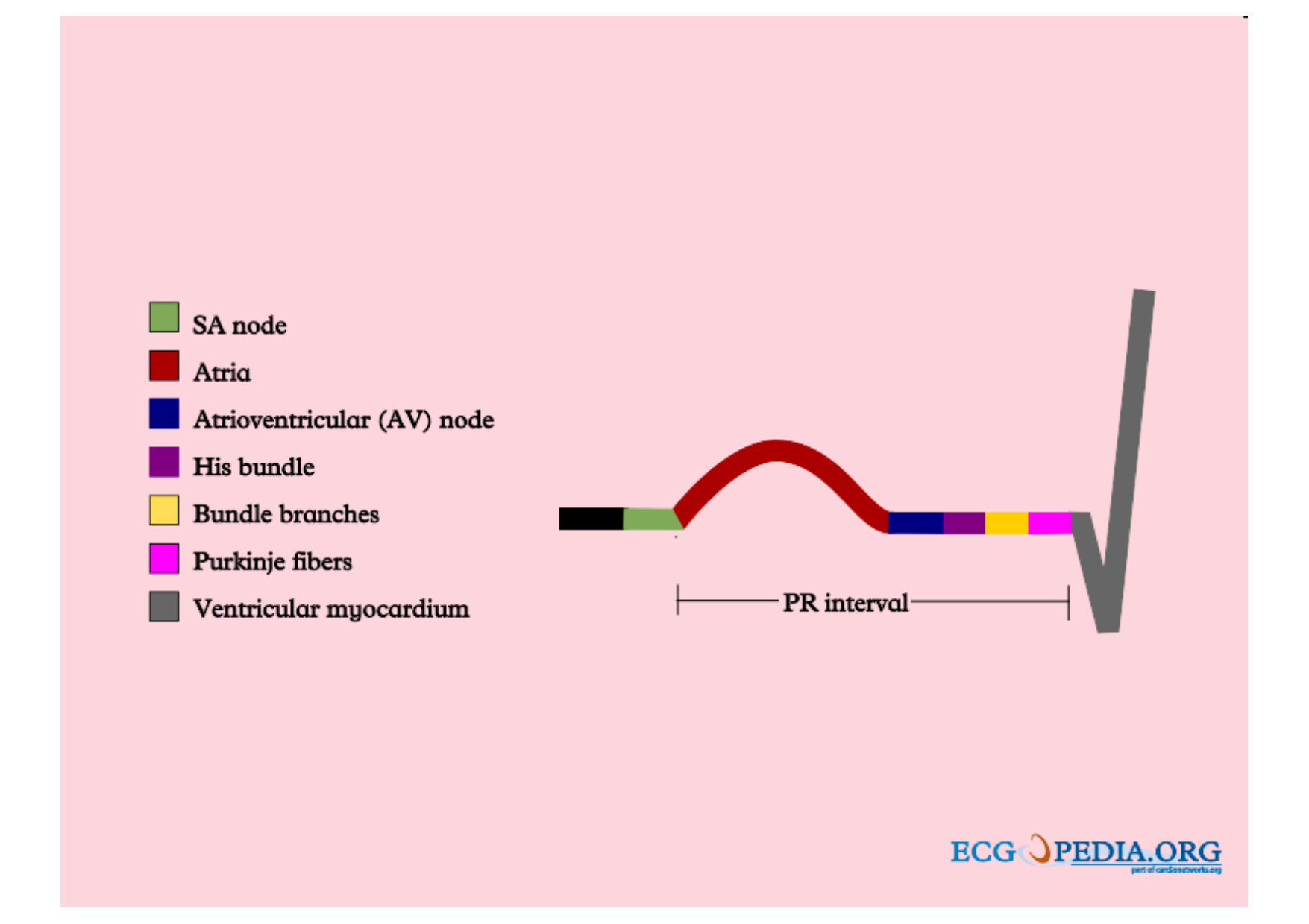 ECG — bases page 15
