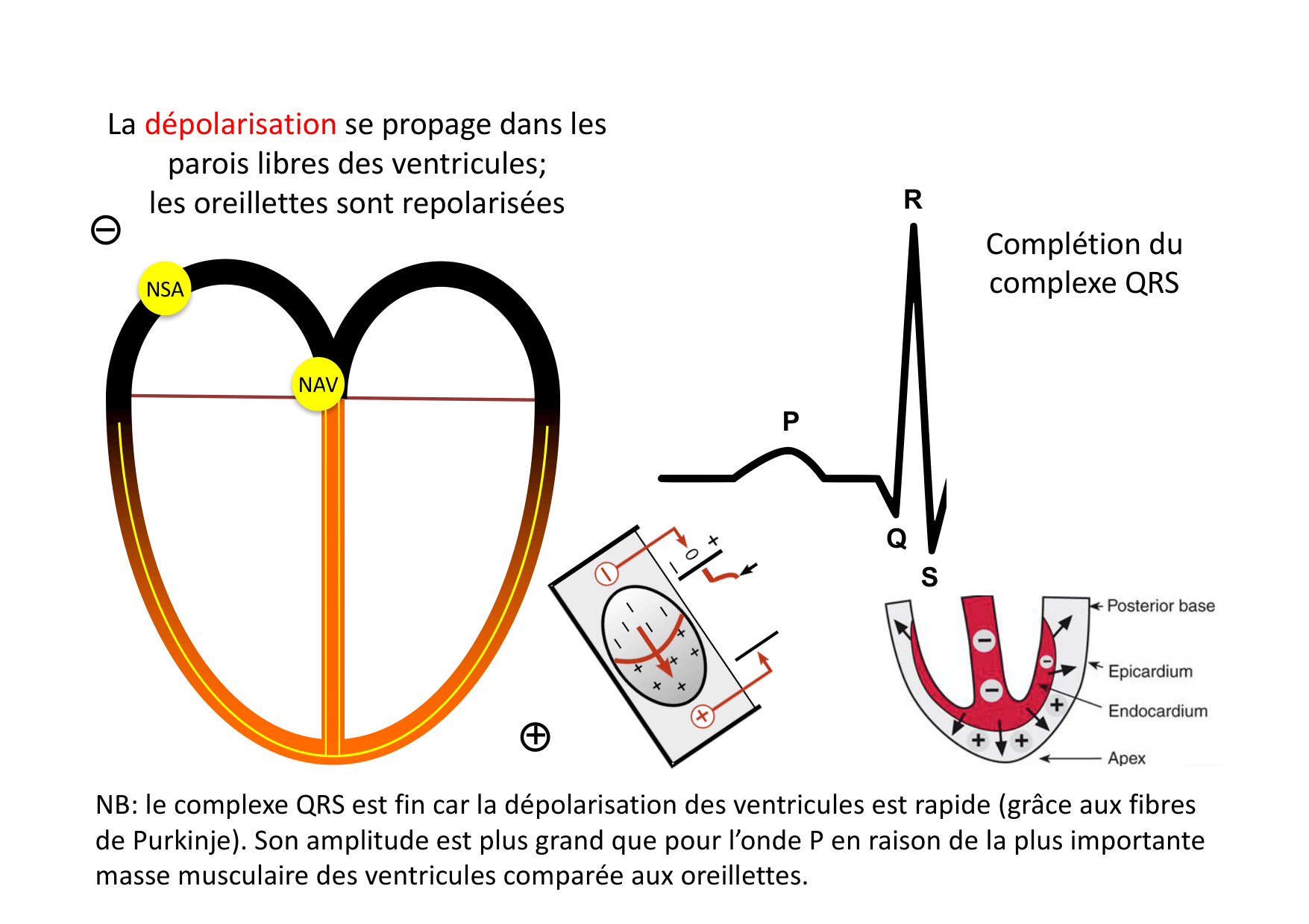 ECG — bases page 17