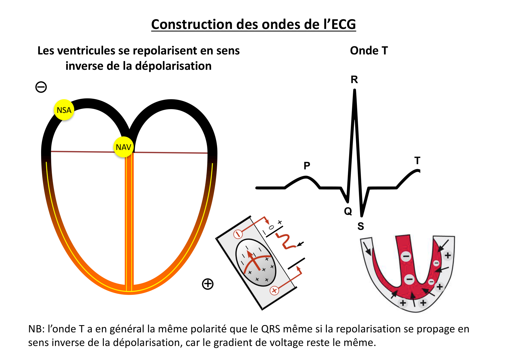ECG — bases page 19